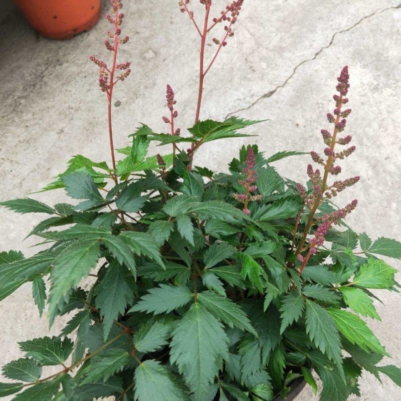 落新妇花卉盆栽花苗庭院植物阳台花园花镜耐阴耐寒
