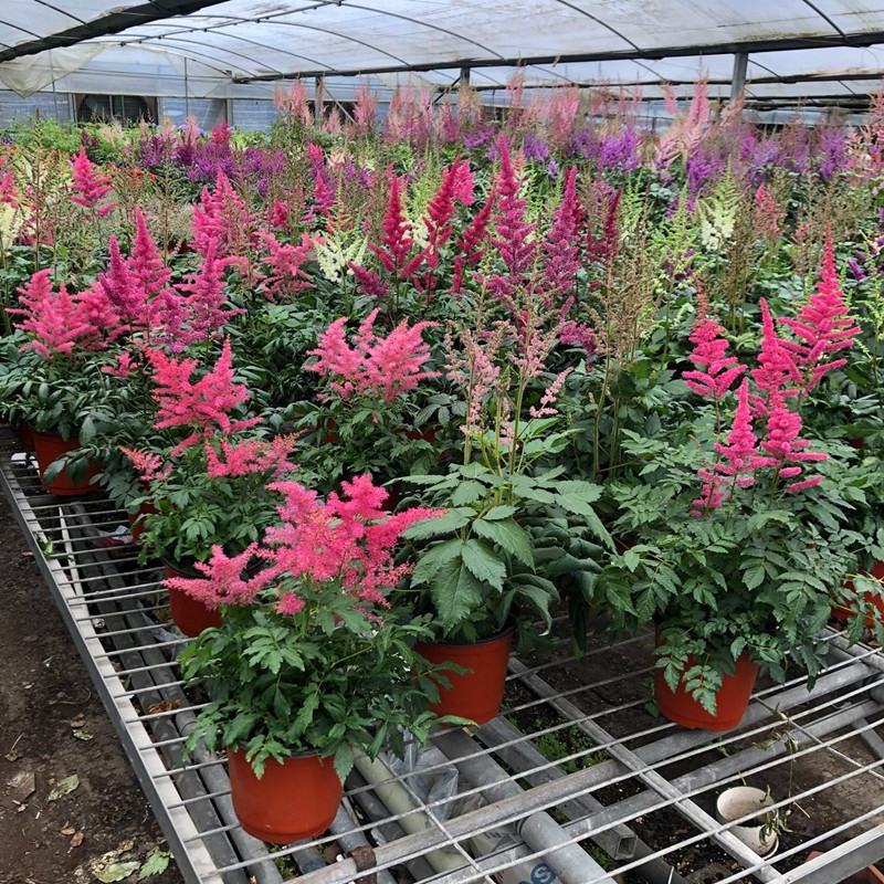 落新妇花卉盆栽花苗庭院植物阳台花园花镜耐阴耐寒