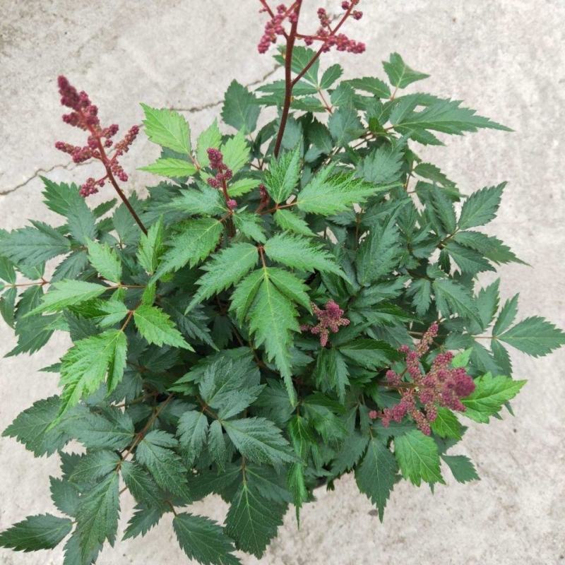 落新妇花卉盆栽花苗庭院植物阳台花园花镜耐阴耐寒