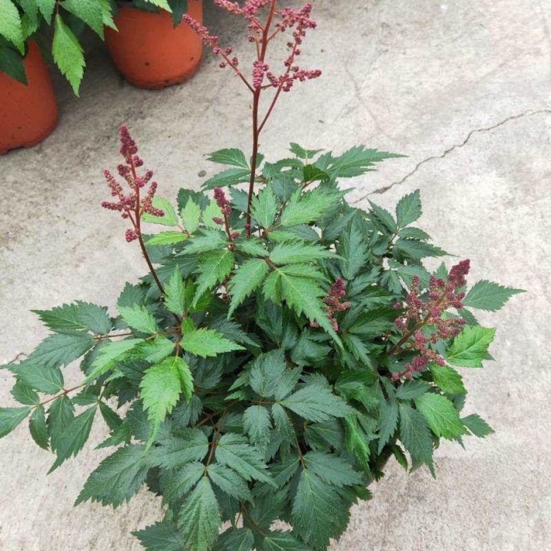 落新妇花卉盆栽花苗庭院植物阳台花园花镜耐阴耐寒