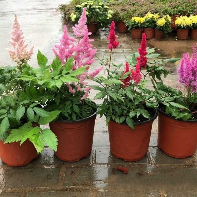 落新妇花卉盆栽花苗庭院植物阳台花园花镜耐阴耐寒