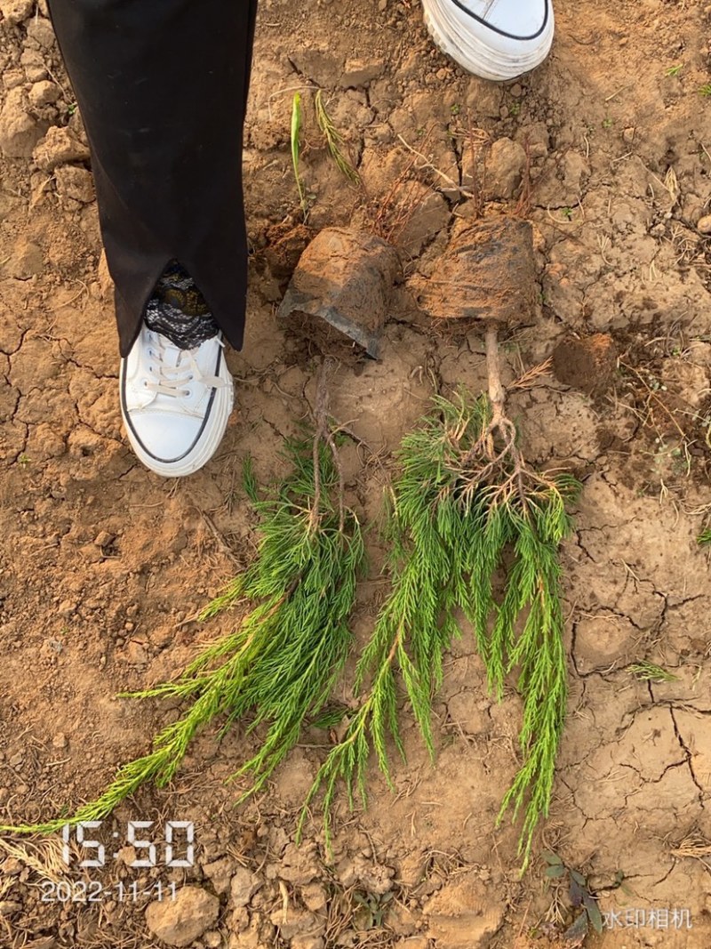 小龙柏地栽苗杯苗上盆耐活绿化小区道路两侧耐寒四级常绿