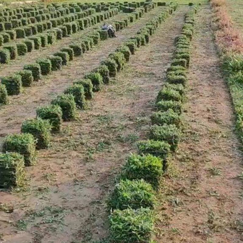 广东广州惠州大叶油草块批发