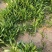 山东面条菜千亩面条菜种植基地叶片肥厚新鲜采挖