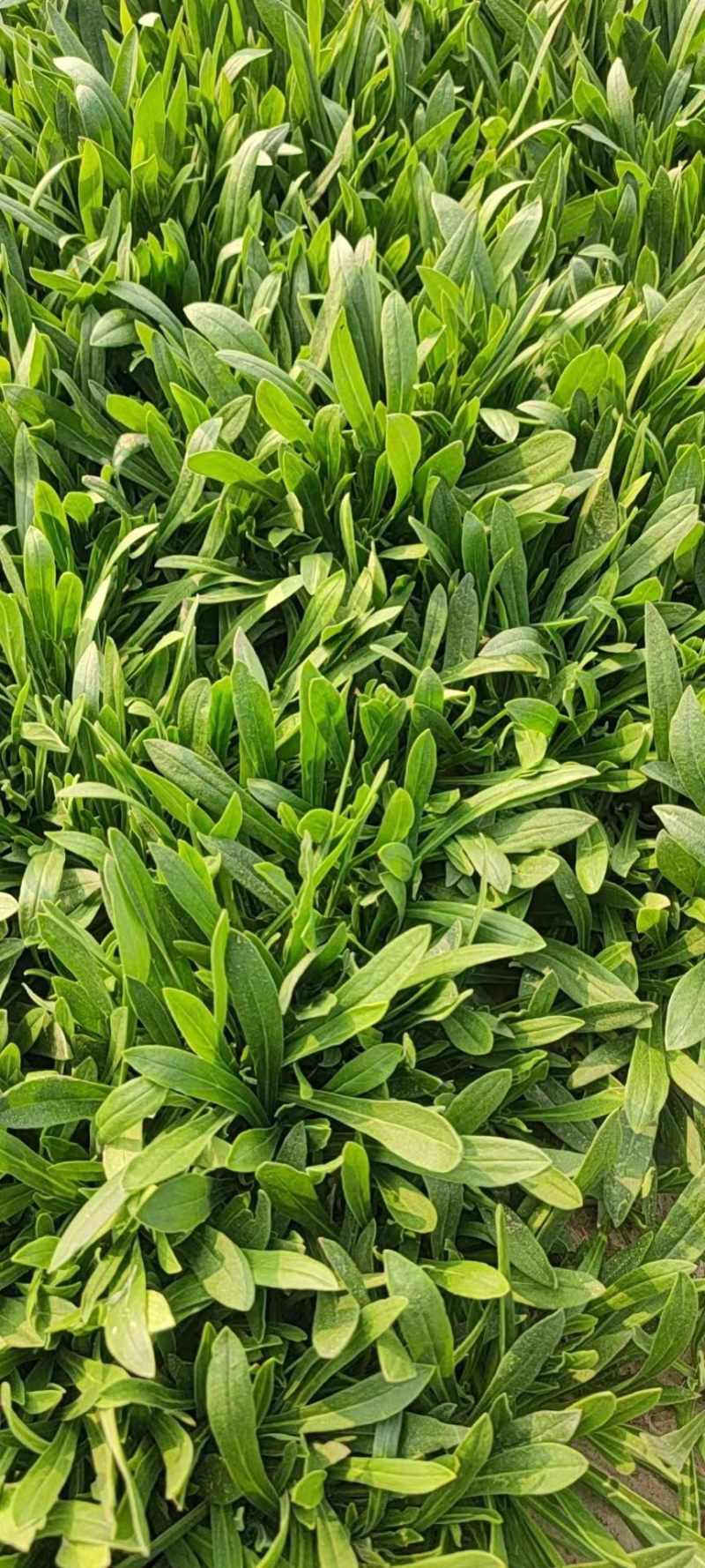 山东面条菜千亩面条菜种植基地叶片肥厚新鲜采挖