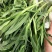 山东面条菜千亩面条菜种植基地叶片肥厚新鲜采挖