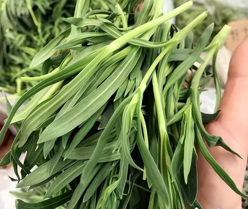 山东面条菜千亩面条菜种植基地叶片肥厚新鲜采挖