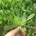 山东面条菜千亩面条菜种植基地叶片肥厚新鲜采挖
