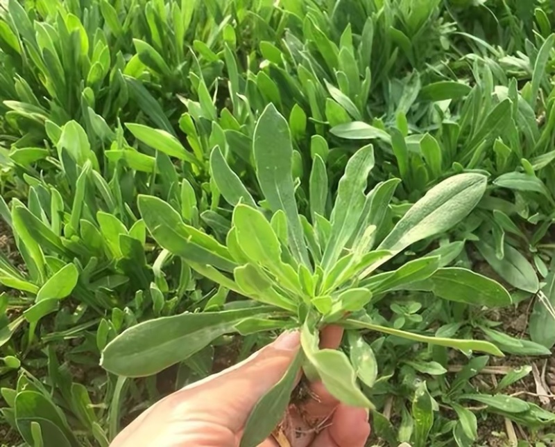山东面条菜千亩面条菜种植基地叶片肥厚新鲜采挖
