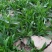 山东面条菜千亩面条菜种植基地叶片肥厚新鲜采挖