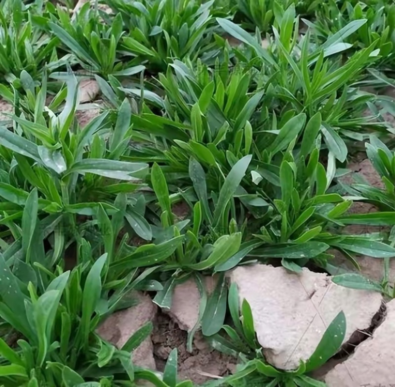 山东面条菜千亩面条菜种植基地叶片肥厚新鲜采挖