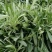 山东面条菜千亩面条菜种植基地叶片肥厚新鲜采挖