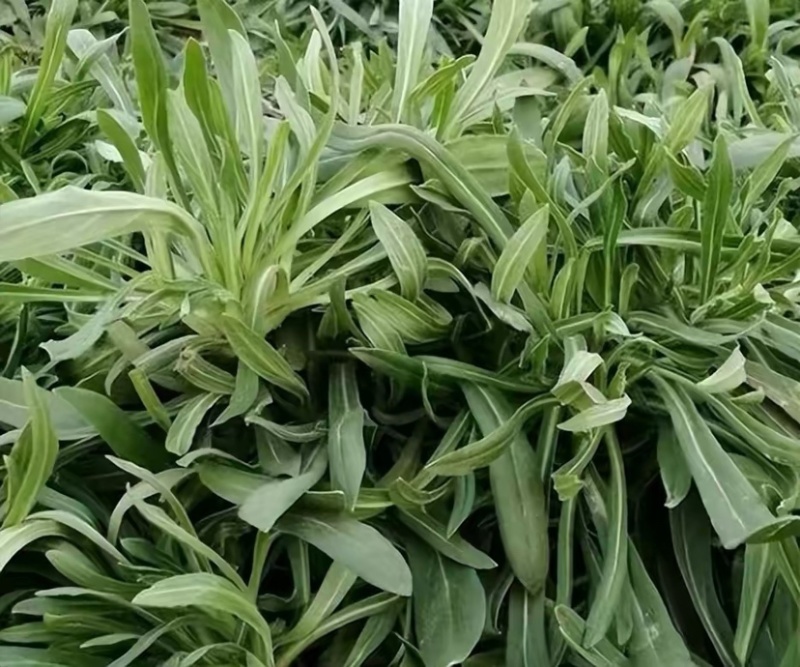 山东面条菜千亩面条菜种植基地叶片肥厚新鲜采挖