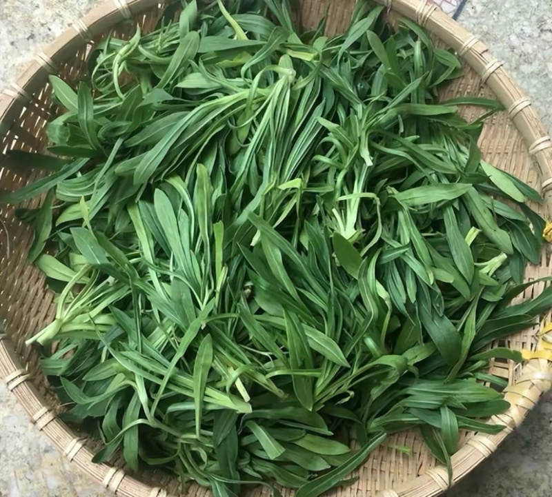 山东面条菜千亩面条菜种植基地叶片肥厚新鲜采挖