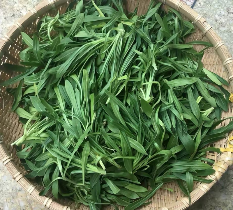 山东面条菜千亩面条菜种植基地叶片肥厚新鲜采挖