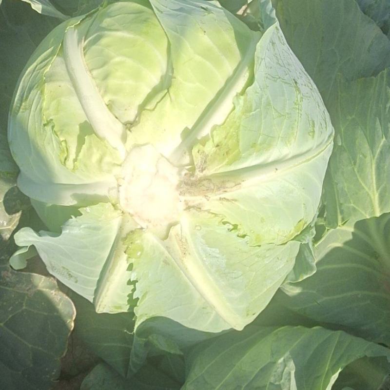 扁包菜甘肃靖远包菜色泽鲜艳口感好爱运输