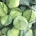 扁包菜甘肃靖远包菜色泽鲜艳口感好爱运输