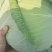 扁包菜甘肃靖远包菜色泽鲜艳口感好爱运输
