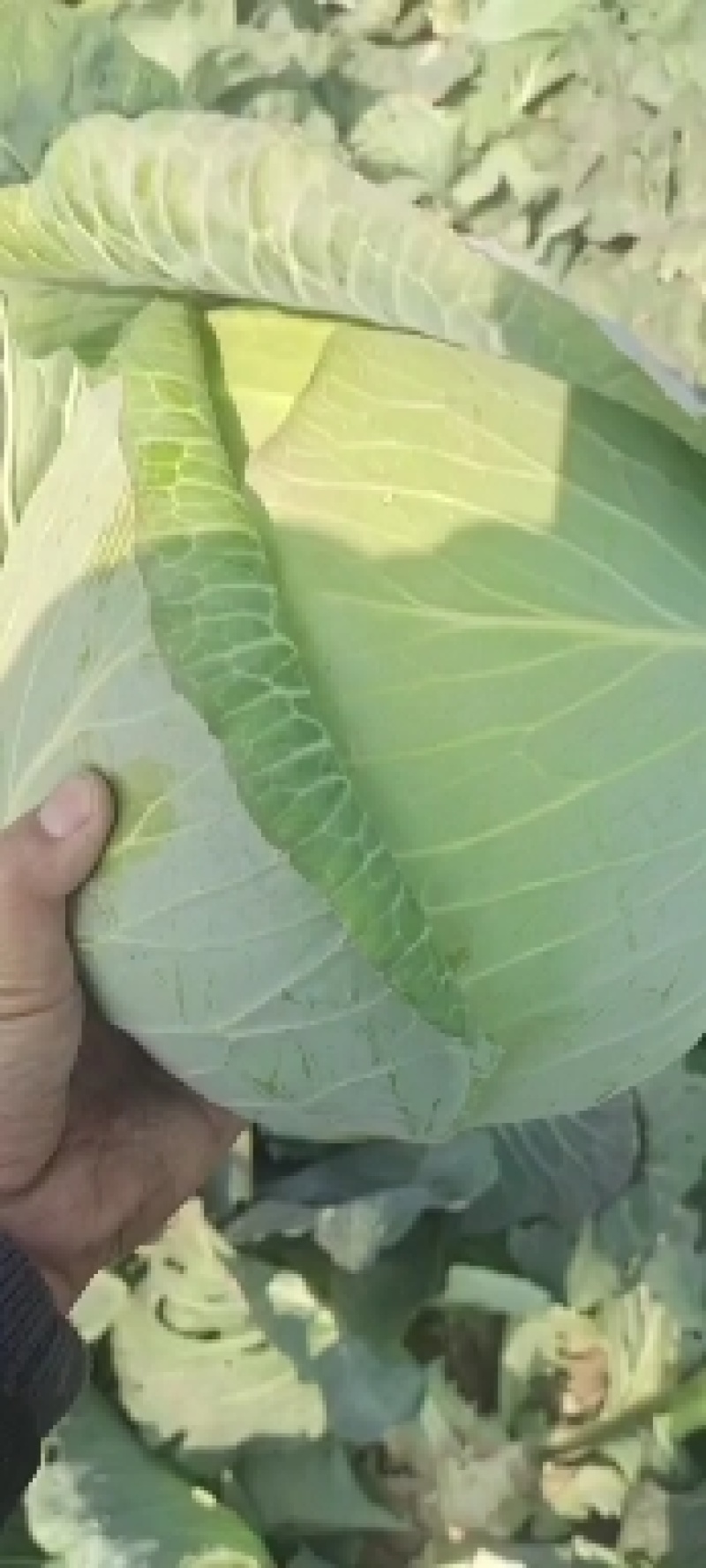 扁包菜甘肃靖远包菜色泽鲜艳口感好爱运输