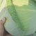 扁包菜甘肃靖远包菜色泽鲜艳口感好爱运输