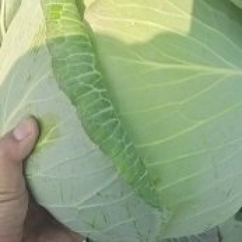 扁包菜甘肃靖远包菜色泽鲜艳口感好爱运输