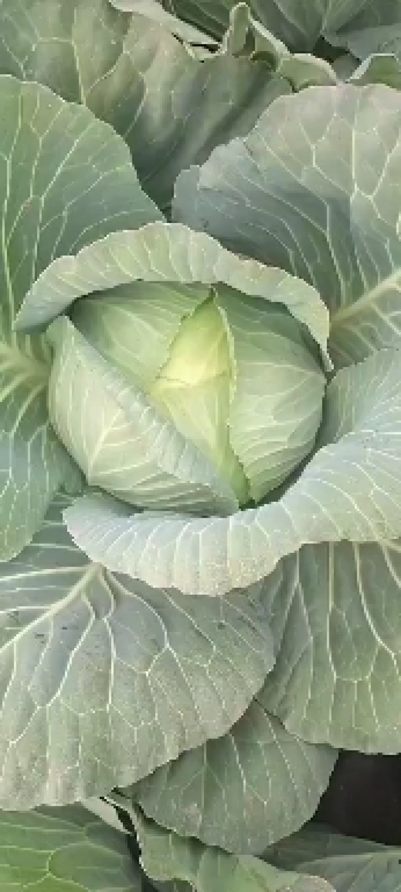 扁包菜甘肃靖远包菜色泽鲜艳口感好爱运输