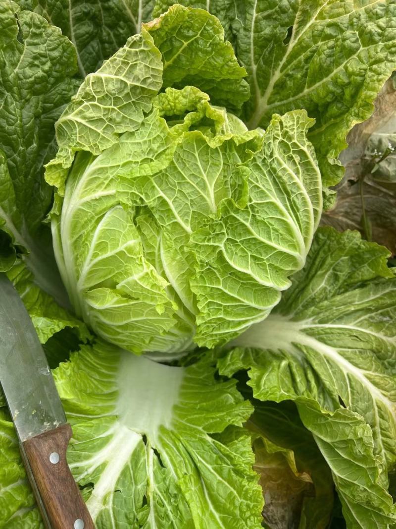 大白菜，心黄叶绿货源充足量大价优欢迎采购