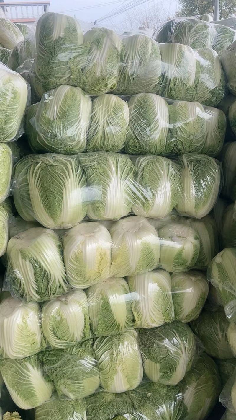 大白菜，心黄叶绿货源充足量大价优欢迎采购