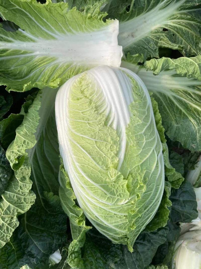 大白菜，心黄叶绿货源充足量大价优欢迎采购