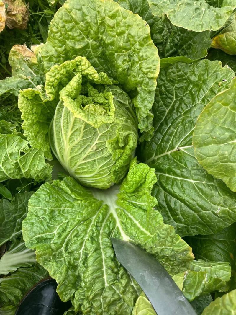 大白菜，心黄叶绿货源充足量大价优欢迎采购