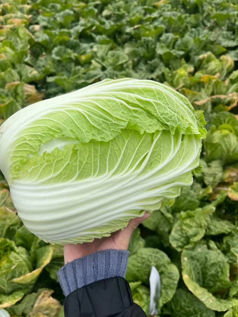 大白菜，心黄叶绿货源充足量大价优欢迎采购