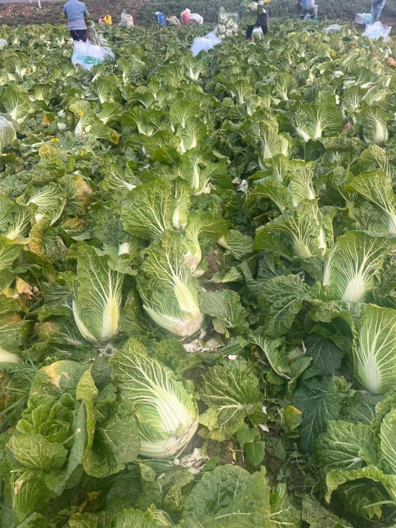 大白菜，心黄叶绿货源充足量大价优欢迎采购