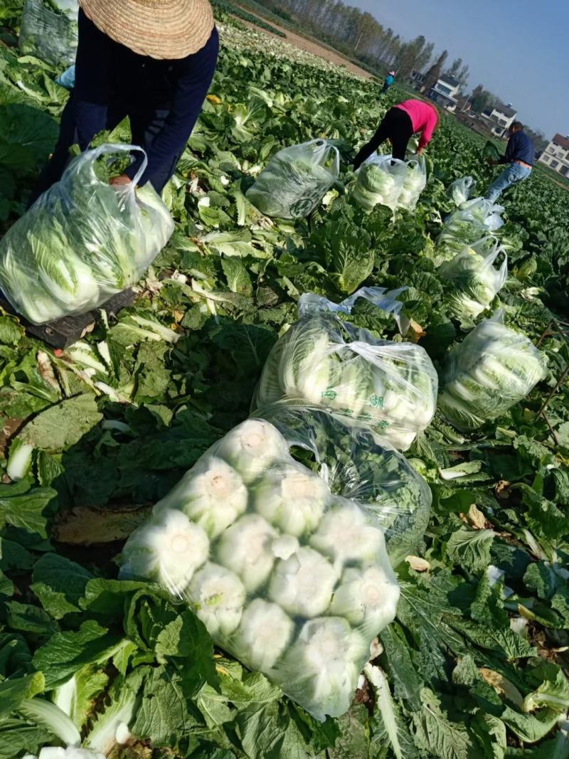 大白菜，心黄叶绿货源充足量大价优欢迎采购