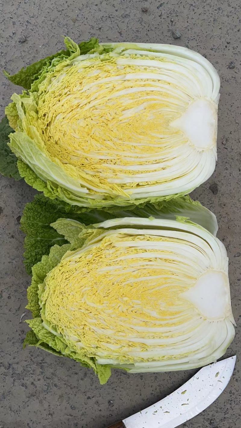 大白菜，心黄叶绿货源充足量大价优欢迎采购