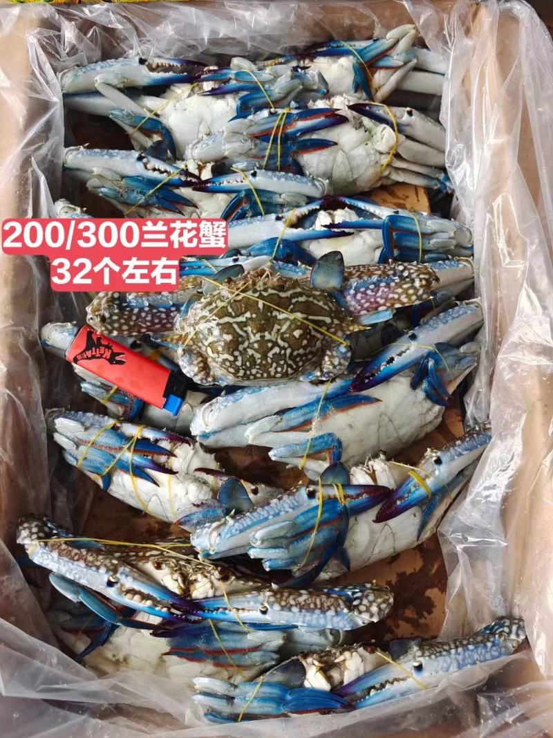 直销精品蟹兰花管肥管鲜价格美丽蟹
