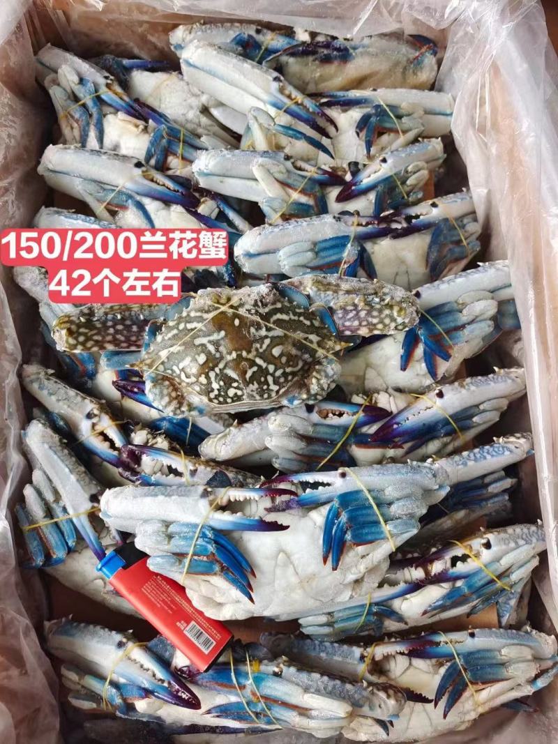 直销精品蟹兰花管肥管鲜价格美丽蟹