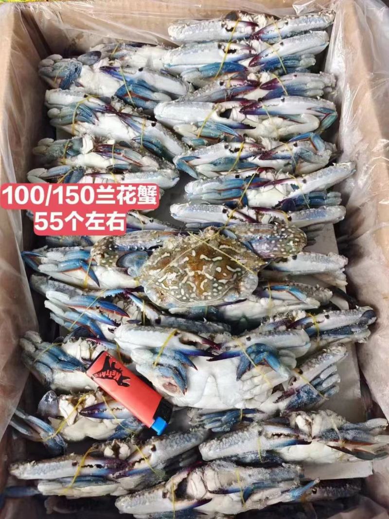 直销精品蟹兰花管肥管鲜价格美丽蟹