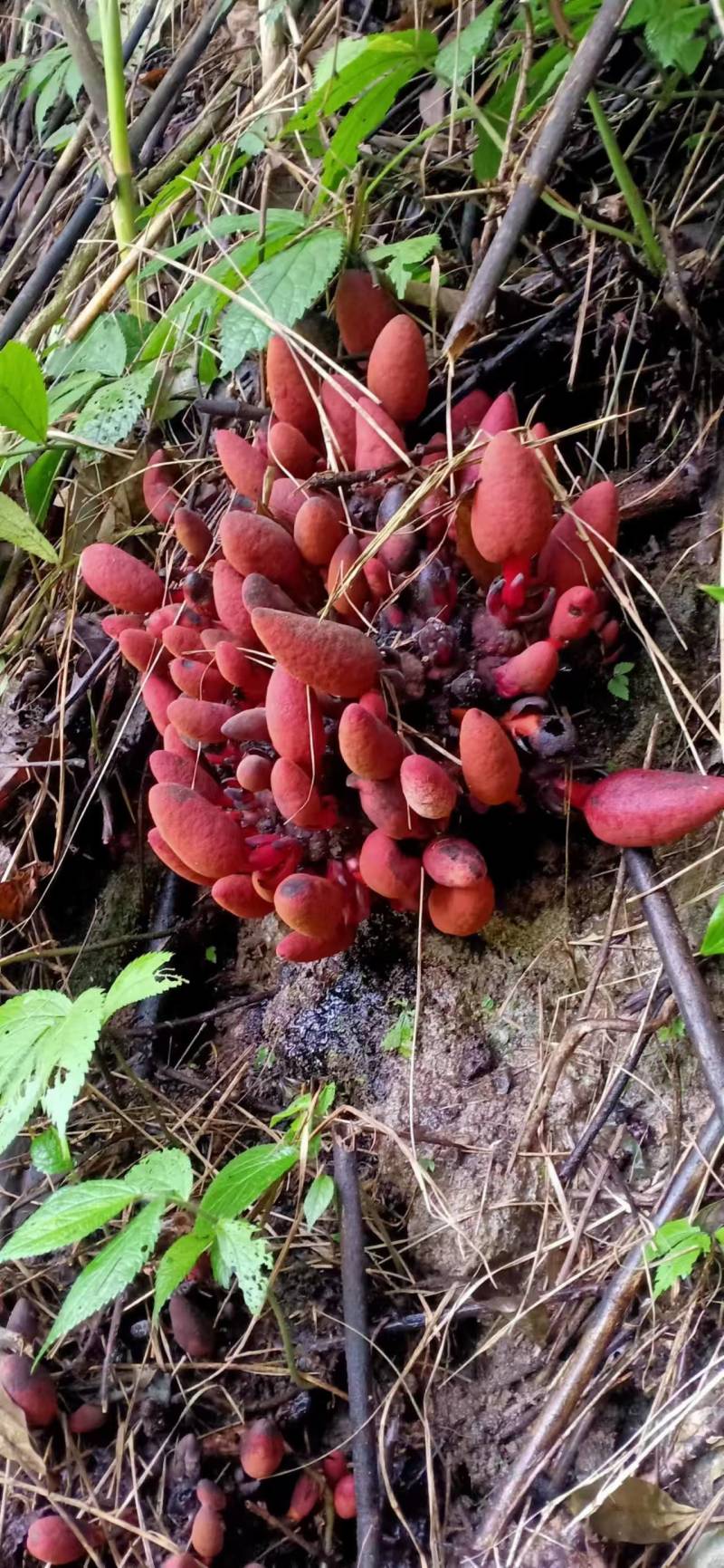 回春草，顶天柱山货量大从优