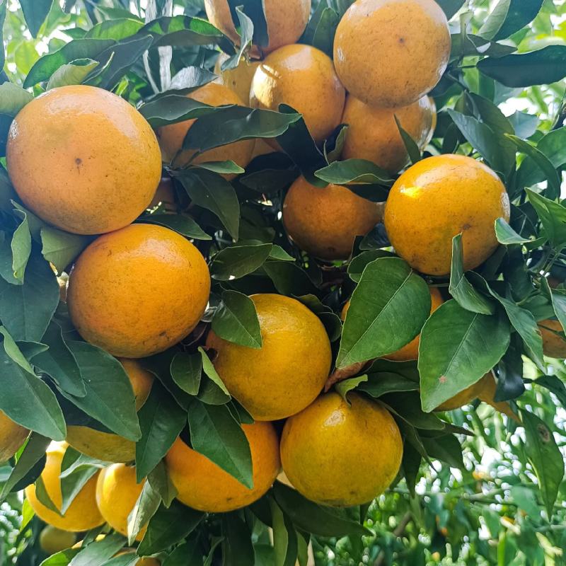 【沃柑】新鲜沃柑60起步