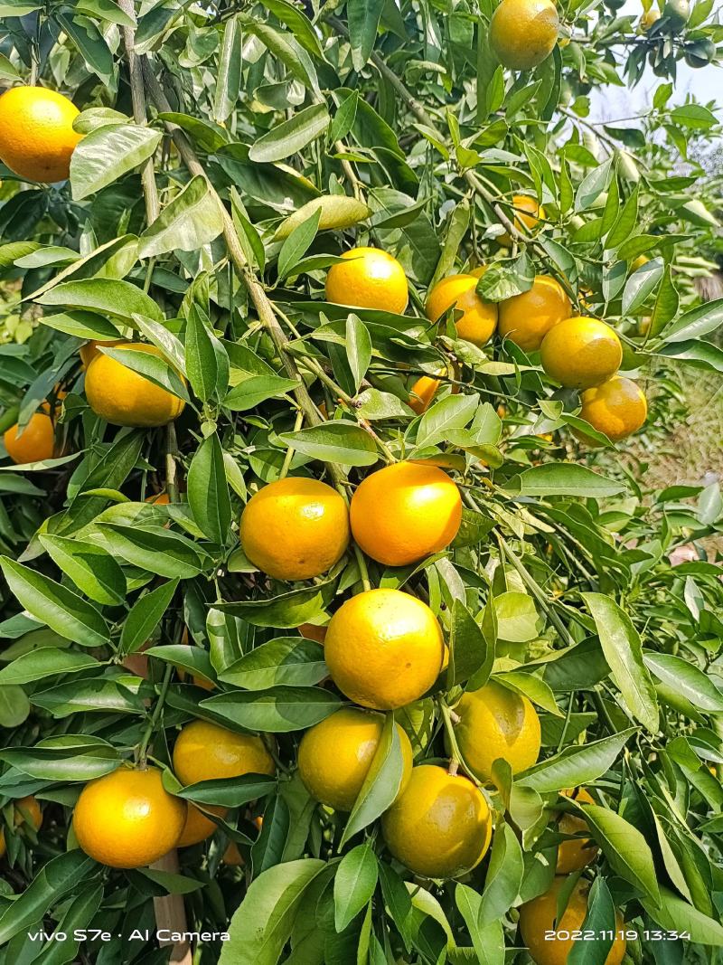 【沃柑】新鲜沃柑60起步
