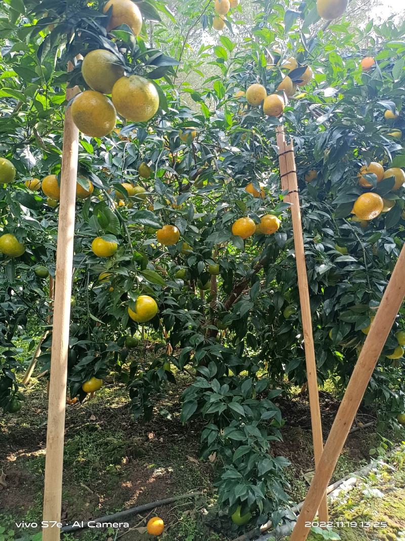 【沃柑】新鲜沃柑60起步