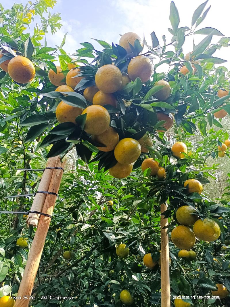 【沃柑】新鲜沃柑60起步