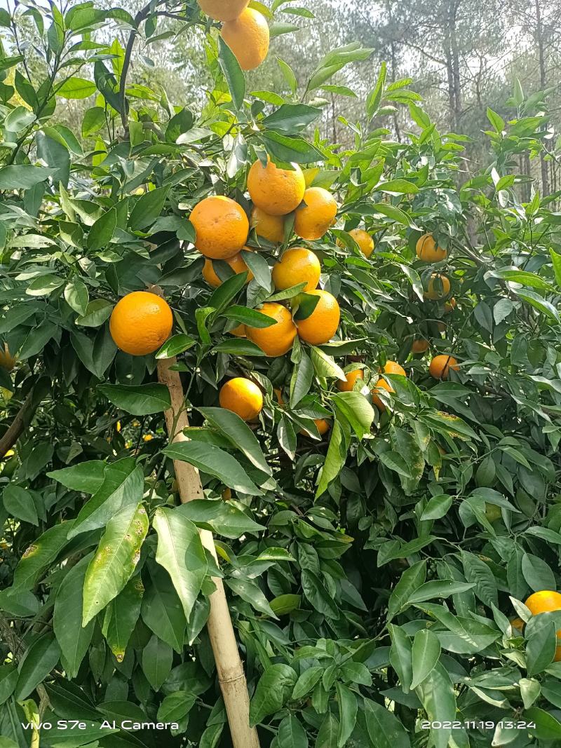 【沃柑】新鲜沃柑60起步