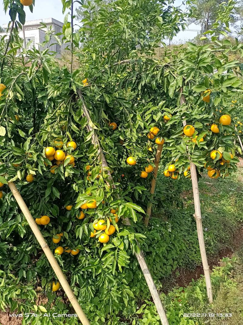 【沃柑】新鲜沃柑60起步