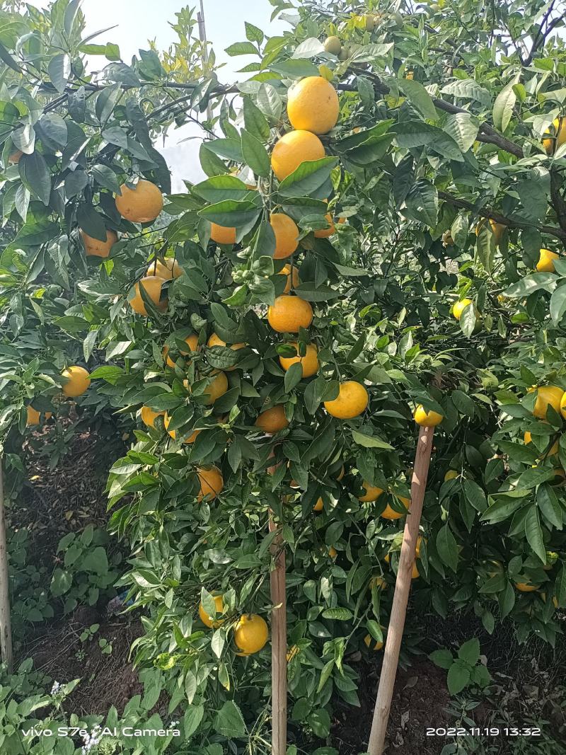 【沃柑】新鲜沃柑60起步