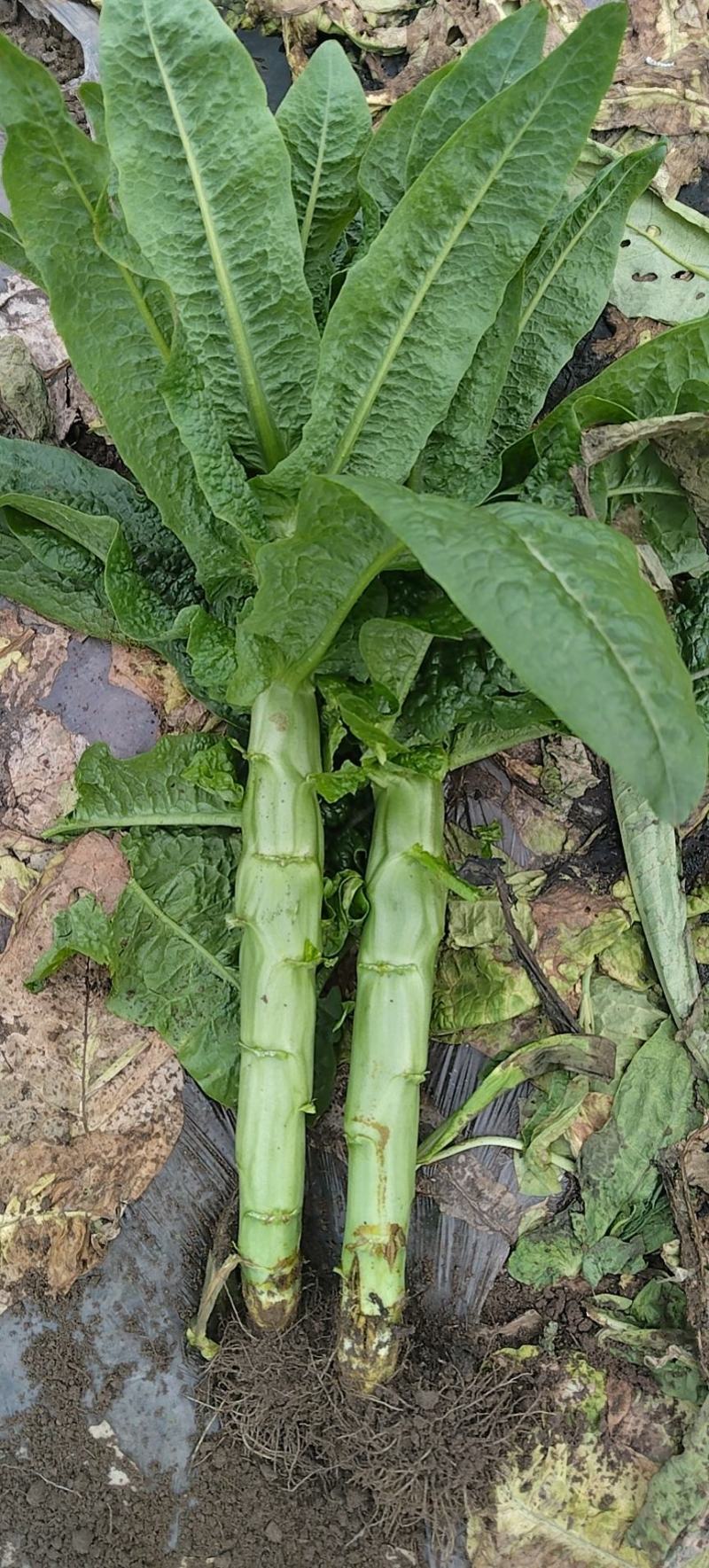 大量接单