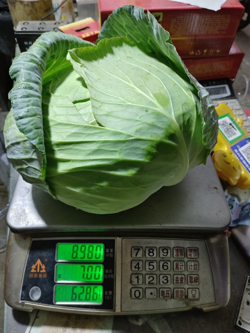 大量供应扁包菜，基地直供，诚信经营，货品质保，可实地看货