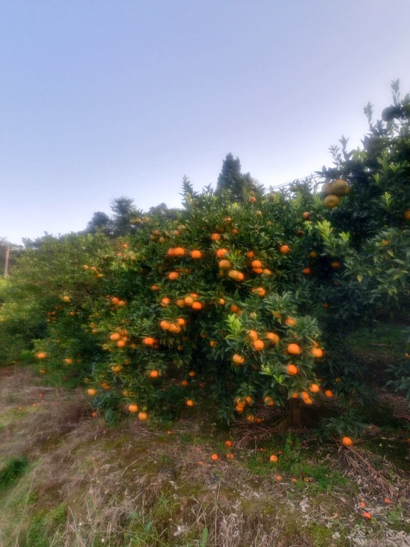 椪柑/四川椪柑，资中柑橘，产地一手货源，质量保证欢迎来电