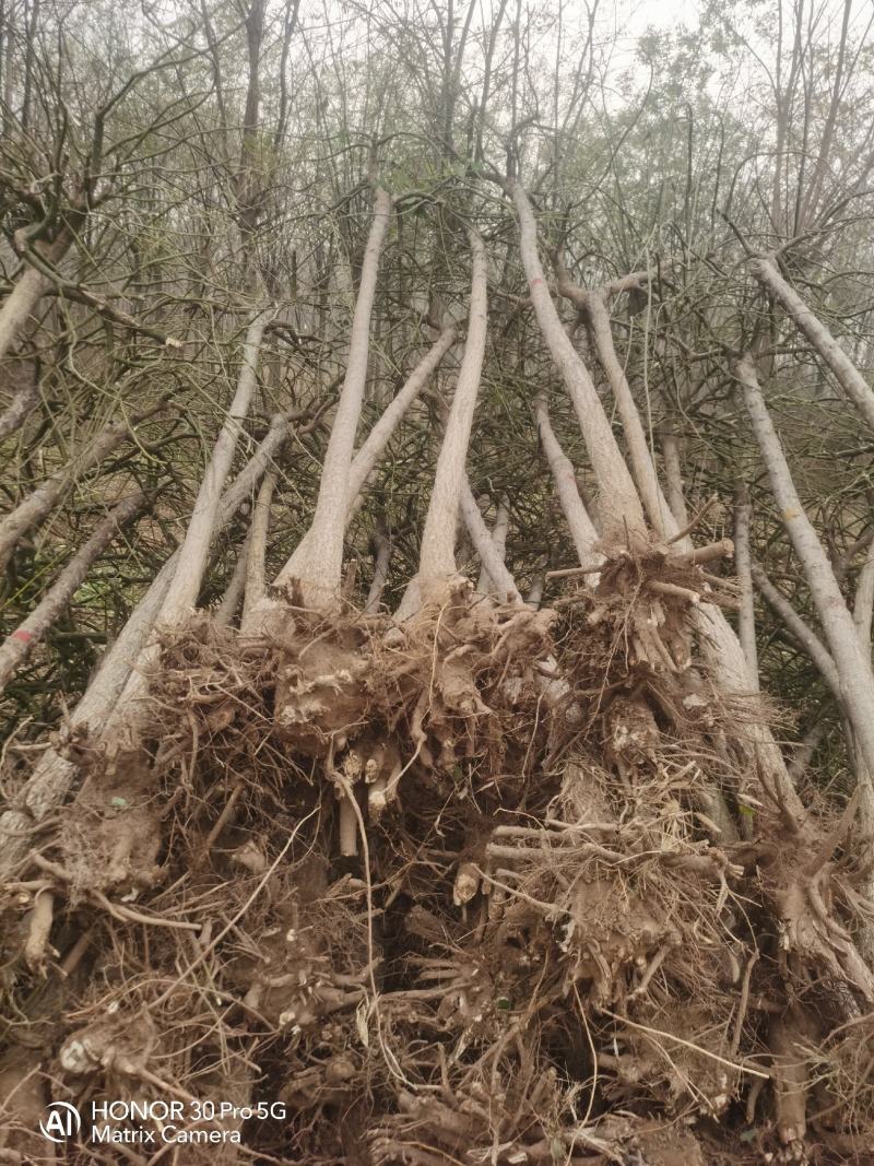 河北奥森苗圃场正在大量出售国槐白蜡垂柳金叶榆金枝槐火炬