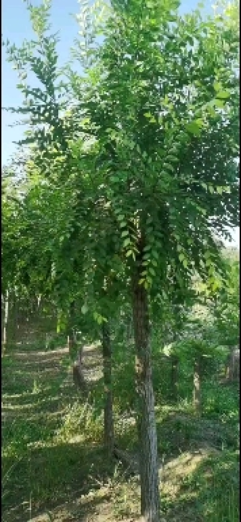 河北奥森苗圃场正在大量出售国槐白蜡垂柳金叶榆金枝槐火炬